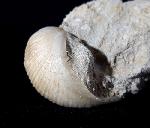Otostoma retzii (NILSSON 1827) - Bild © FossNet FossilienStore